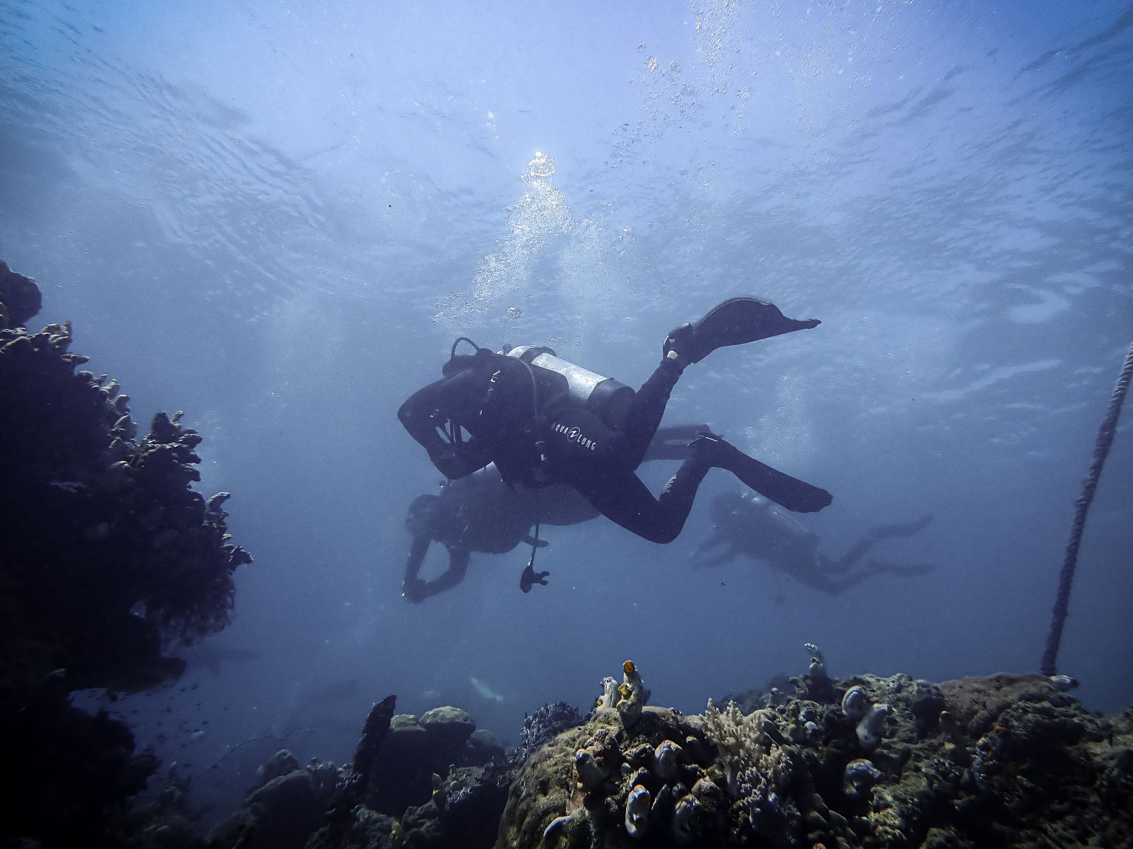 Divers over coral