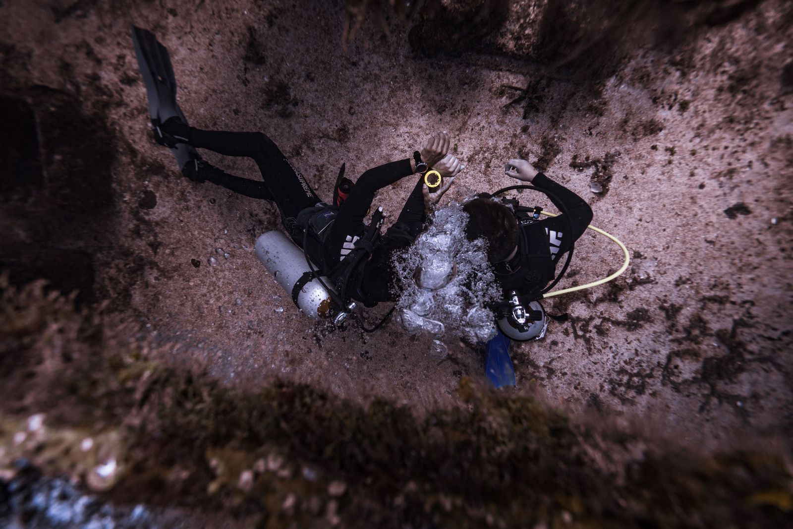 Divers swimming along a reef