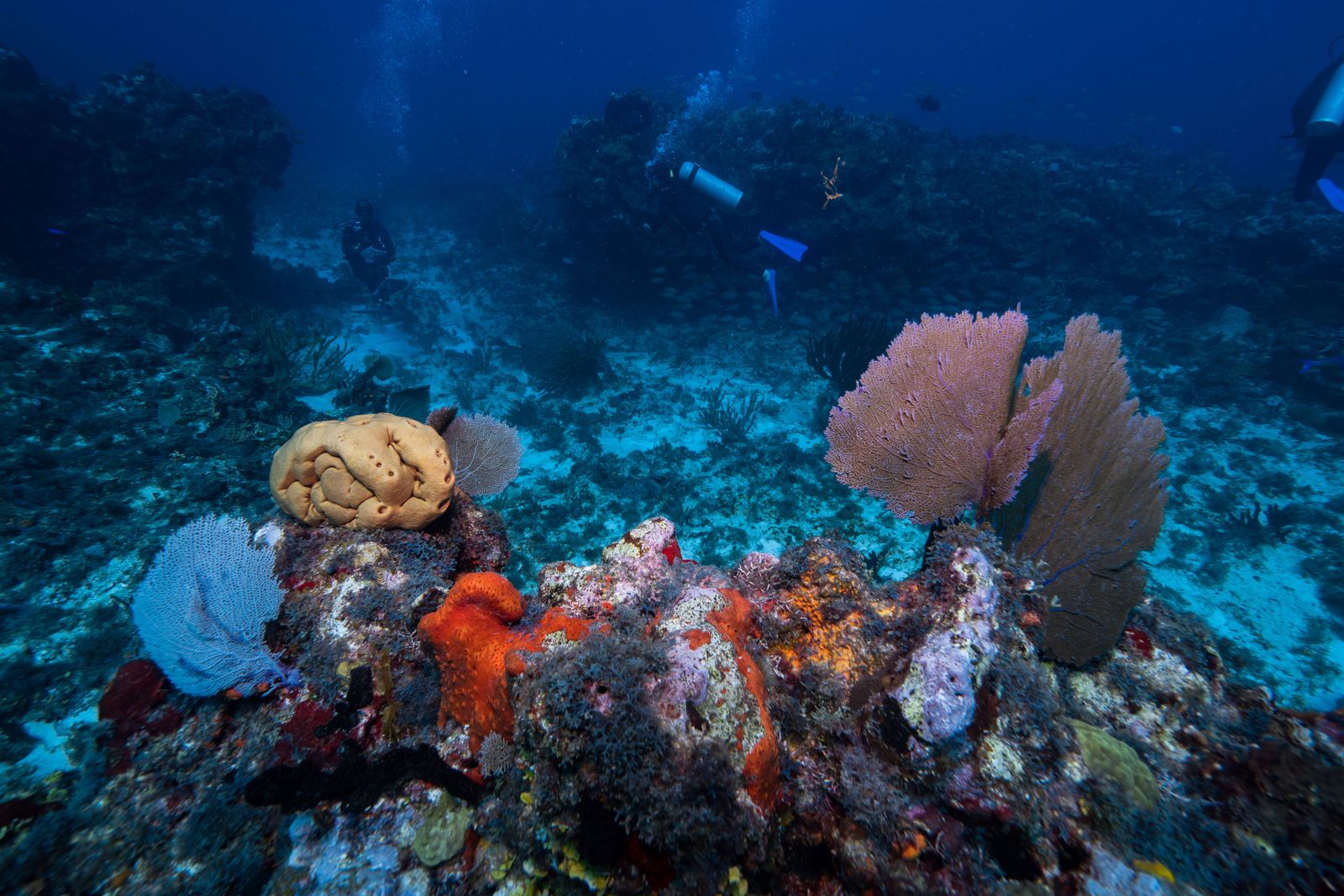 Reef wall