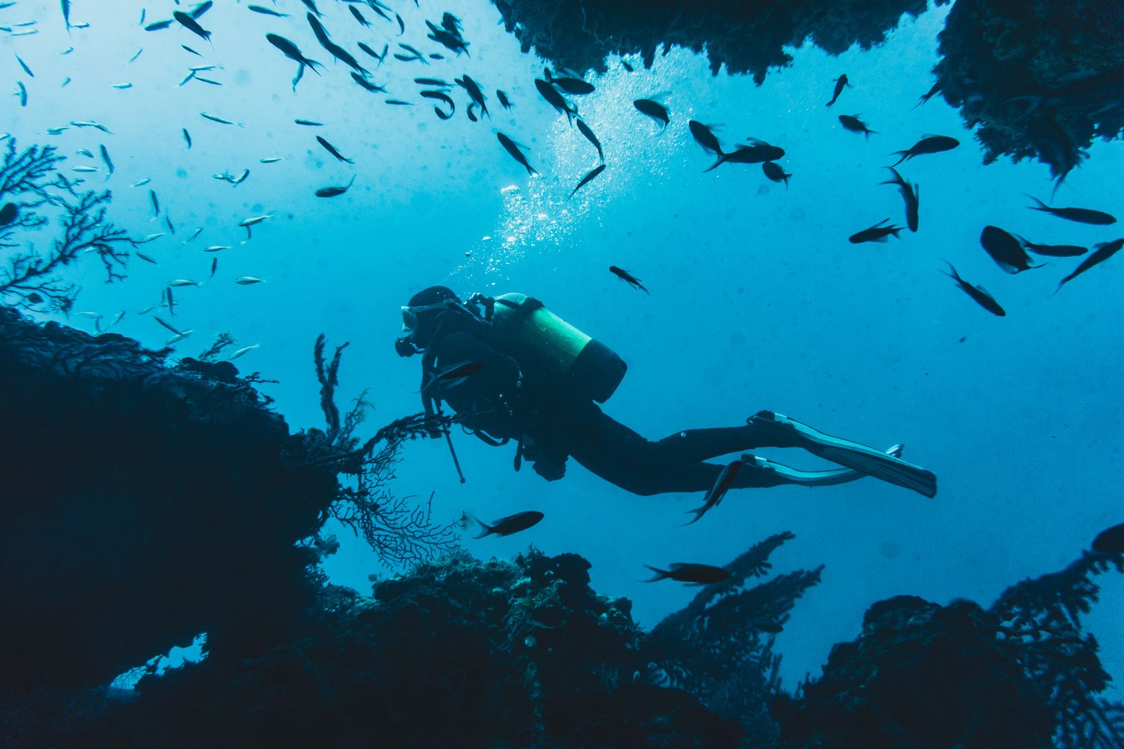 Diver near fish