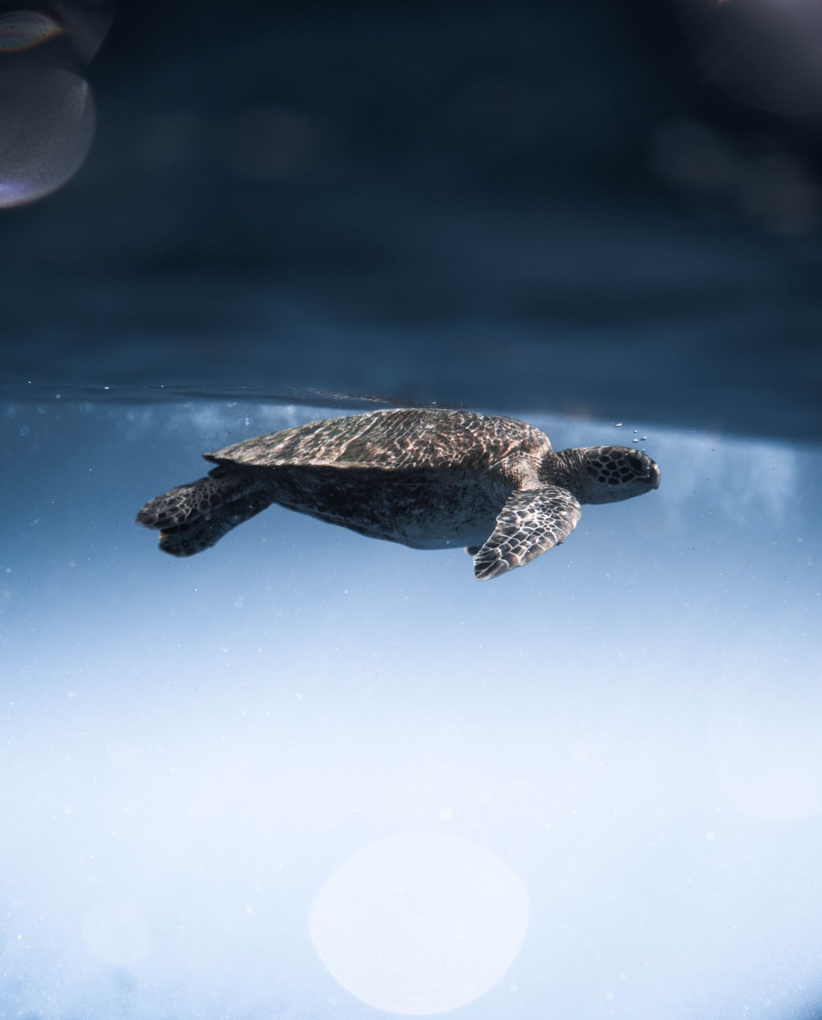 Sea turtle